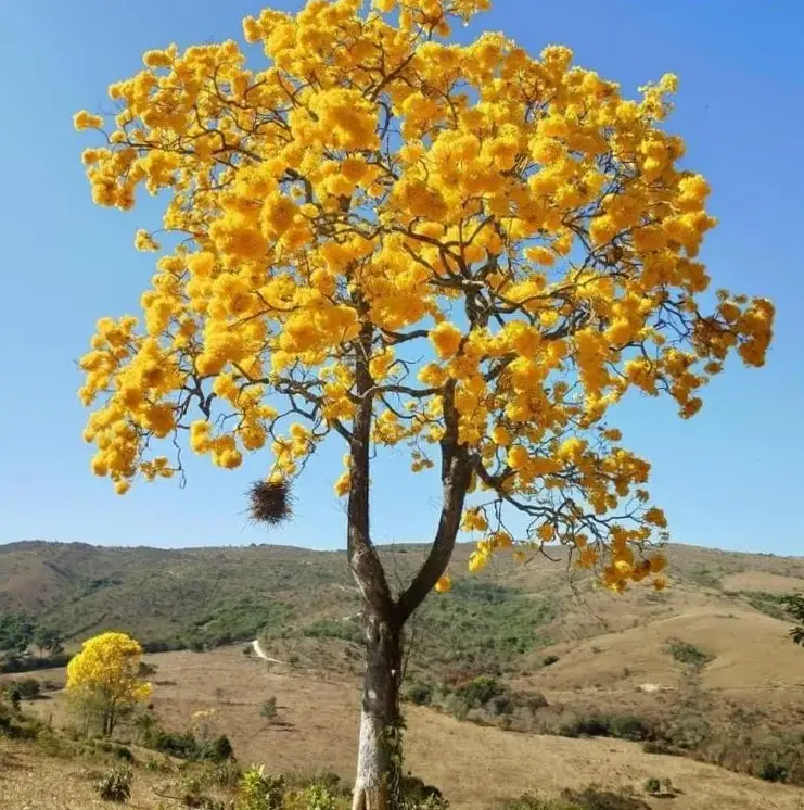Pousada E Restaurante Boia Cross