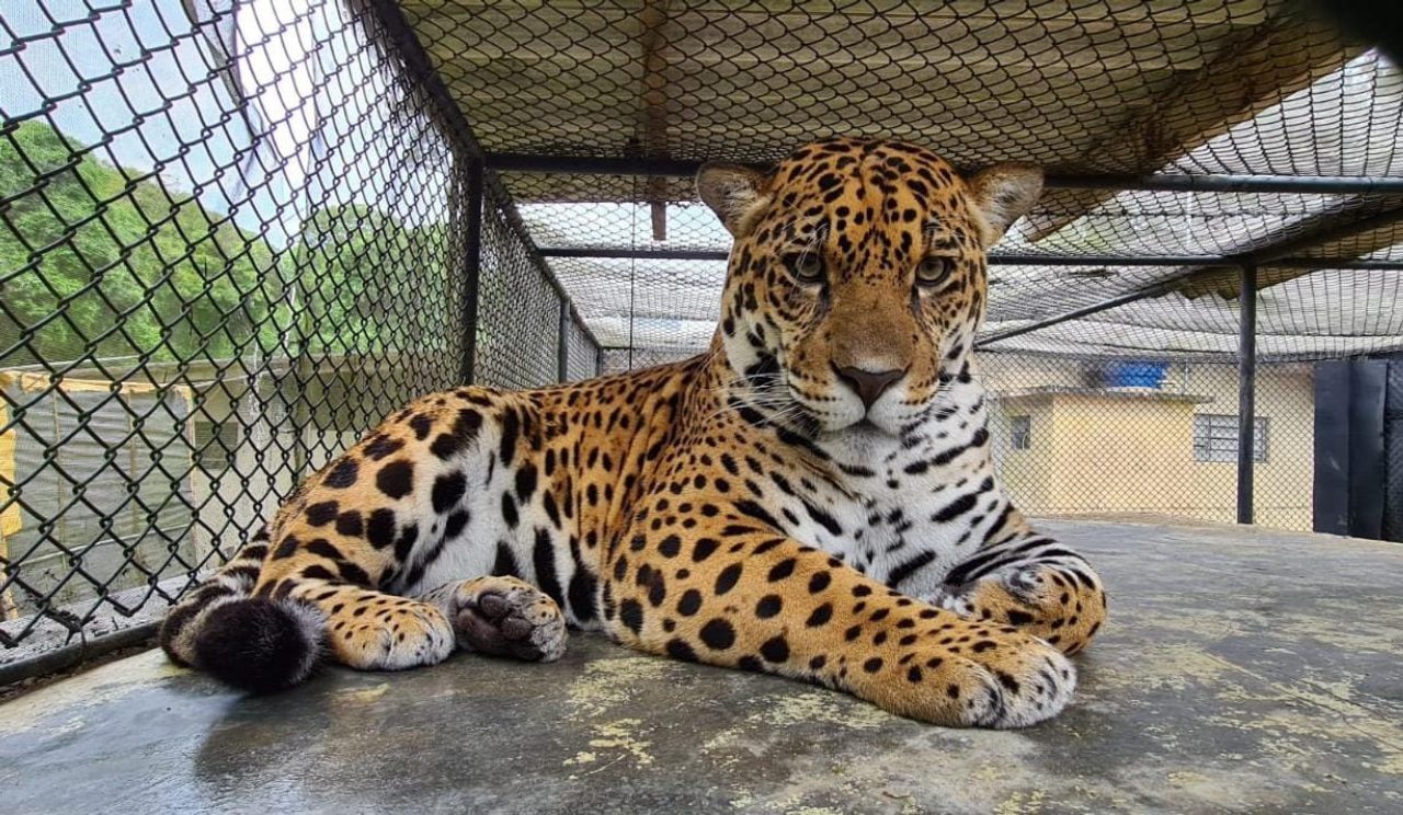 Onça Rauni Zoológico de Curitiba - Curitiba - Casa Pinó