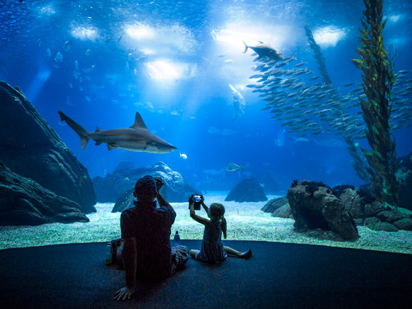Adulto e criança sentados tirando foto do tubarão no aquário do Oceanário de Lisboa - Portugal