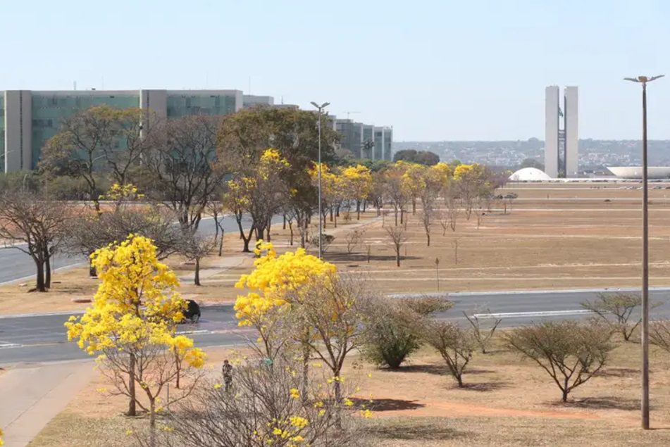 Ipês Amarelos na Esplanada dos Ministérios. Congresso Nacional ao fundo.
