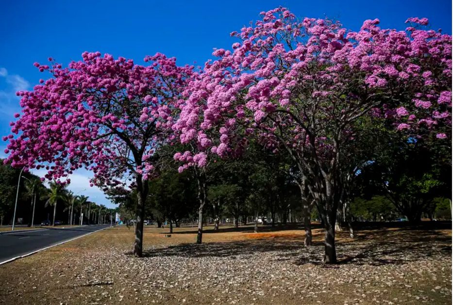 Ipês roxos em Brasília.