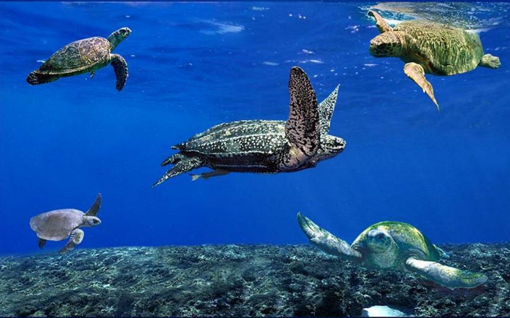 Tartarugas mergulhando