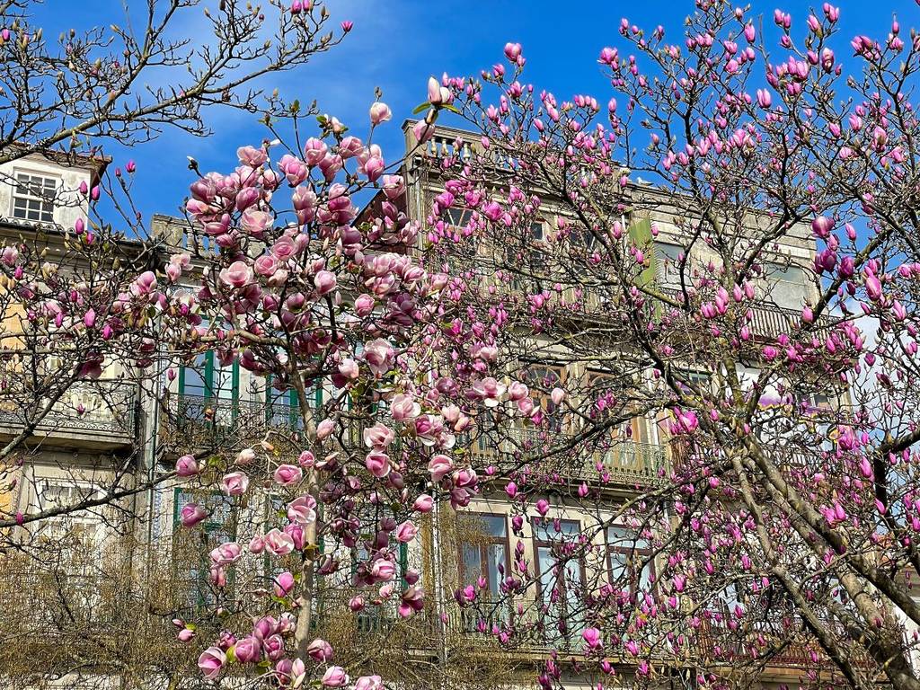 Magnólia rosa na Primavera - Porto - Prédios no fundo