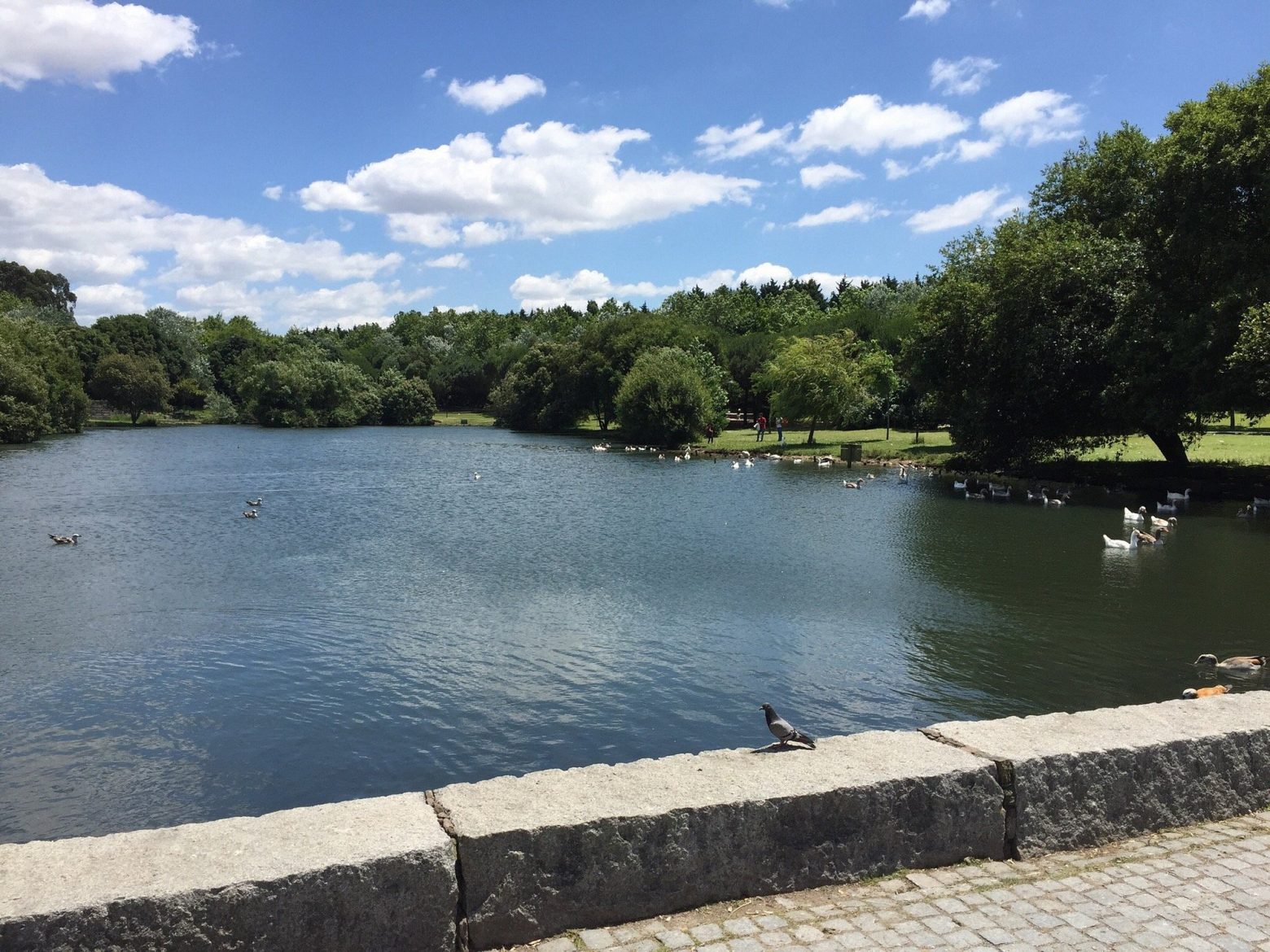 Parque da Cidade do Porto, lago