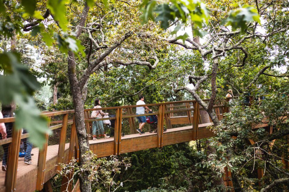 Treetop Walk - Parque Serralves - Porto