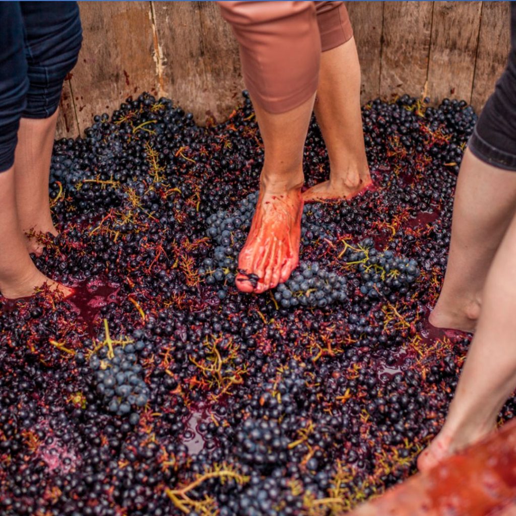 Foto dos pés da tradição da pisada de uvas na Fiesta de la Vendimia no Chile